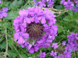 Trailing Purple Verbena