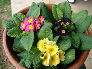 African Violets?