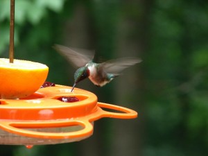 Hummingbird at Nana Phyllis' 