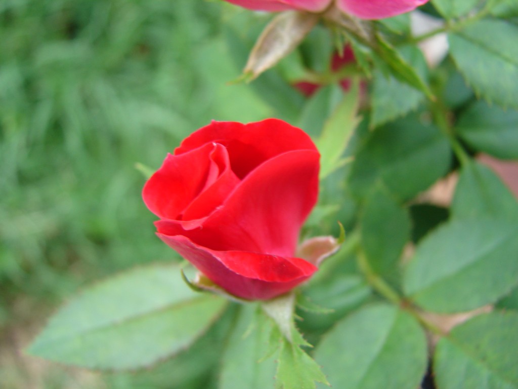 Knock-Out Rose Bud