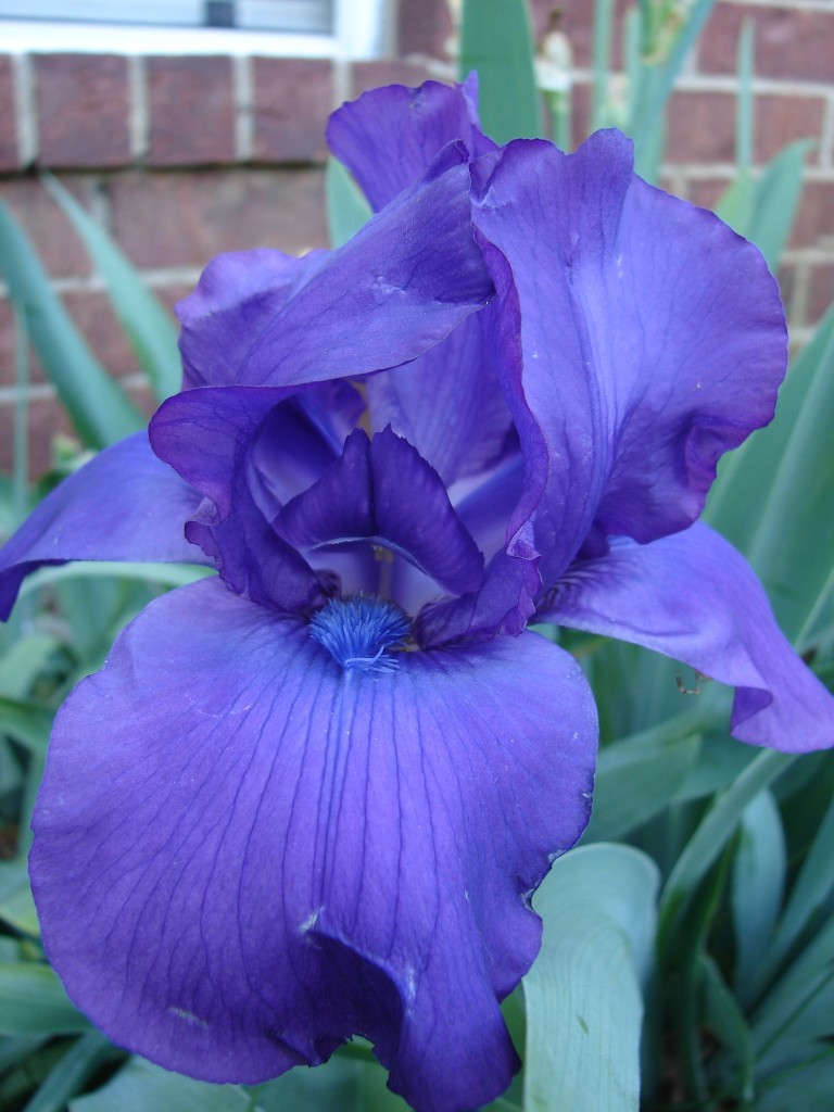Mom's Purple Iris