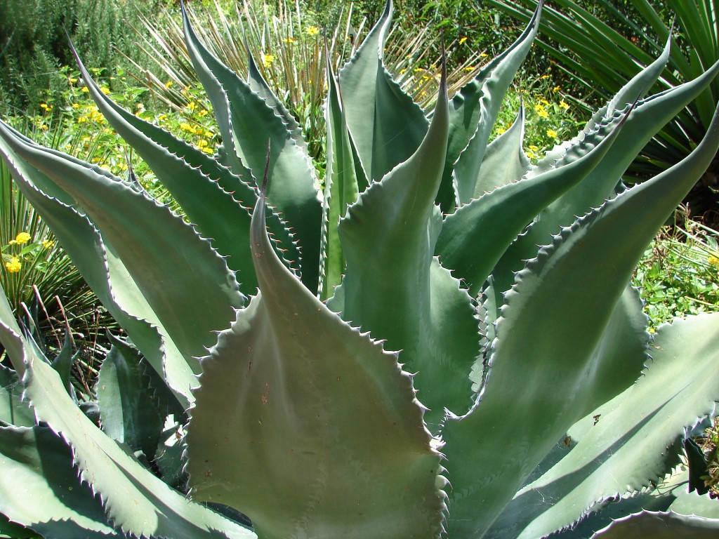 Whale's Tongue Agave at the Dallas Arboretum