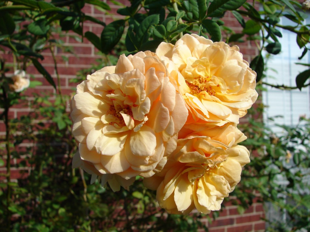 Generous Gardener Rose